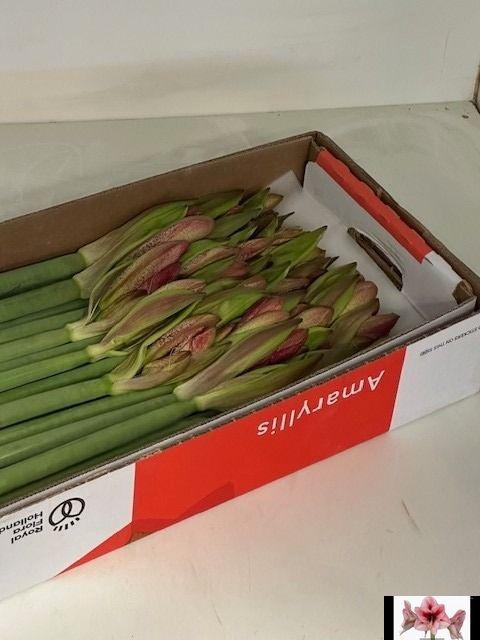 <h4>HIPP GA REVELATION</h4>