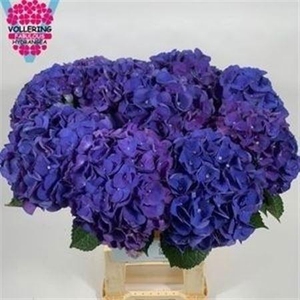 Hydr M Royal Anne