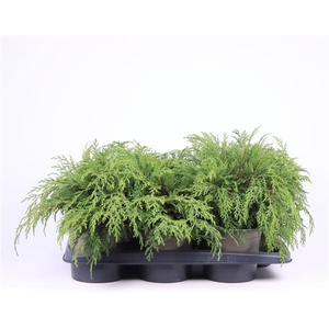 Microbiota decussata