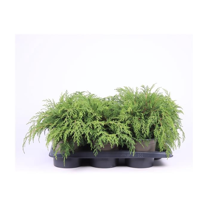 <h4>Microbiota decussata</h4>