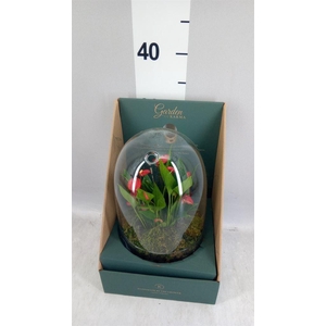 Arr.  Anthurium H%