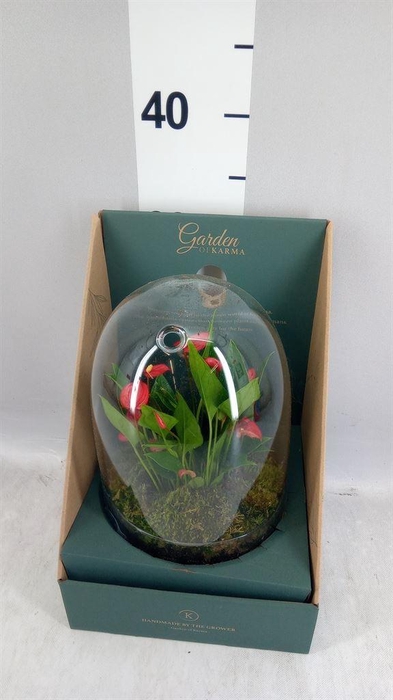 <h4>Arr.  Anthurium H%</h4>