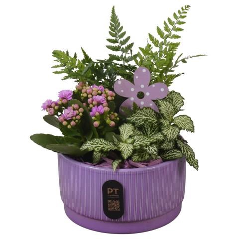 <h4>PTIB5102 Arrangementen kamerplanten</h4>