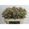 Leucadendron Ayoba Star Pearl