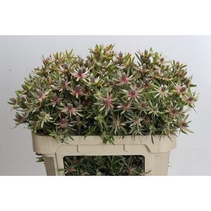 Leucadendron Ayoba Star Pearl