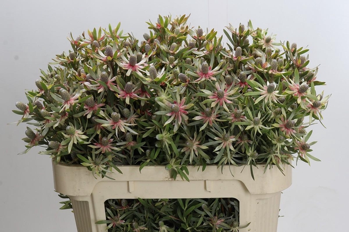 <h4>Leucadendron Ayoba Star Pearl</h4>