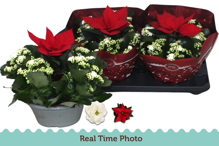 <h4>KAL GE WHITES WHITE</h4>