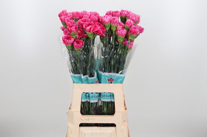 <h4>Di St Mozart</h4>