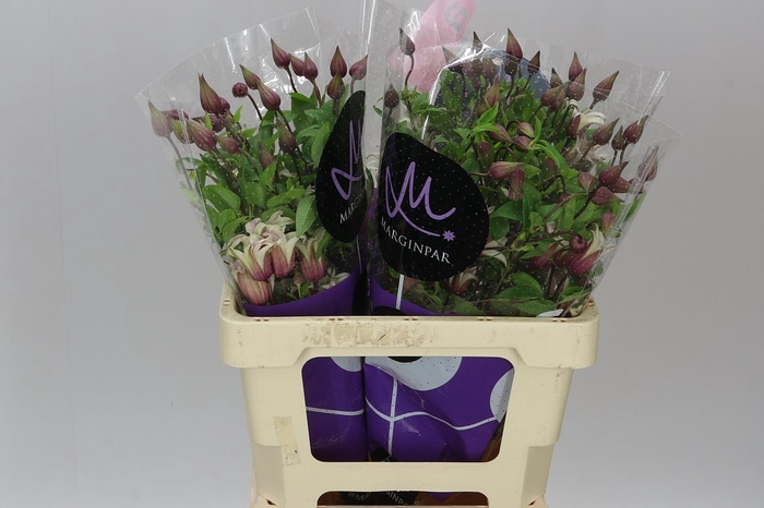 <h4>Clematis Amazing Sevilla</h4>