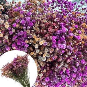 Gyps Xlence Malibu Disco 40gr