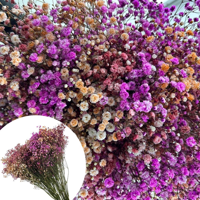 <h4>Gyps Xlence Malibu Disco 40gr</h4>