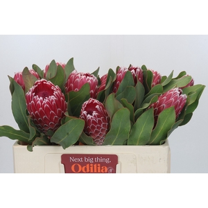 Protea Empress