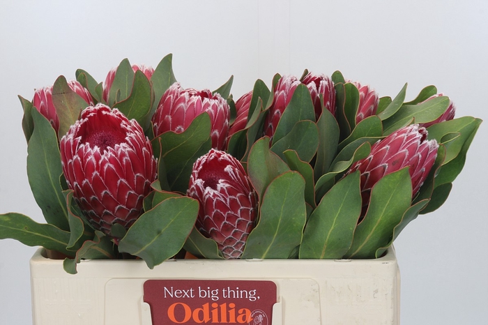 <h4>Protea Empress</h4>
