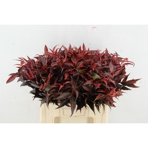 LEUCOTHOE ROOD KLEURBEHANDELD 060CM