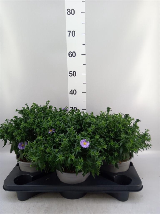 <h4>Aster dum. 'Alpha Purple Rocket'</h4>