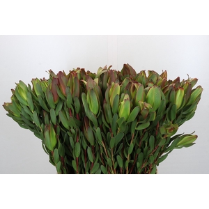 Leucadendron Laurel Yellow Spray