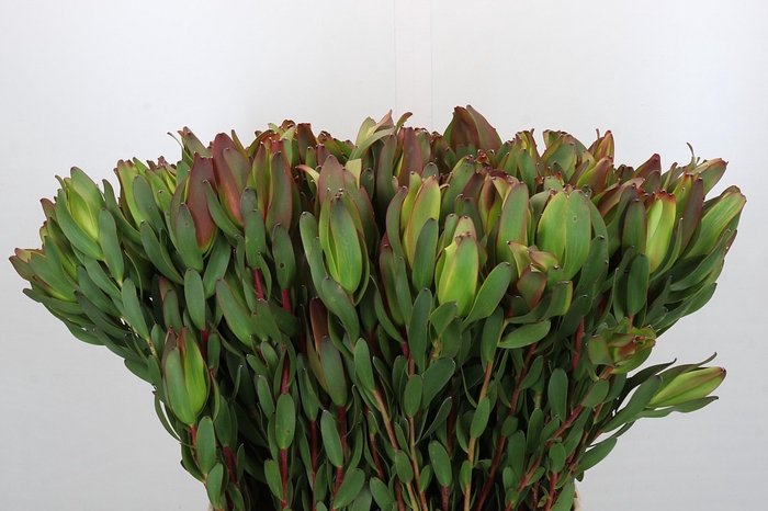 <h4>Leucadendron Laurel Yellow Spray</h4>