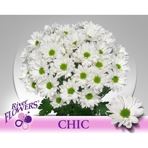 CHR T CHIC