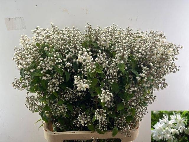 <h4>DEUTZIA MAGICAL SPRI</h4>