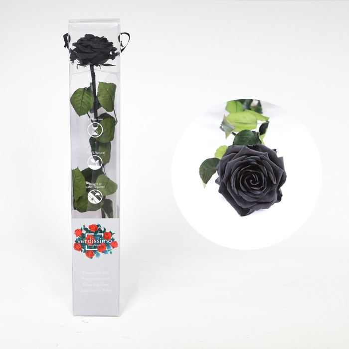 <h4>Roos op steel  xl Plexi 55cm Black</h4>