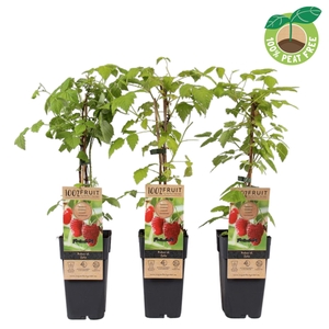 Rubus idaeus