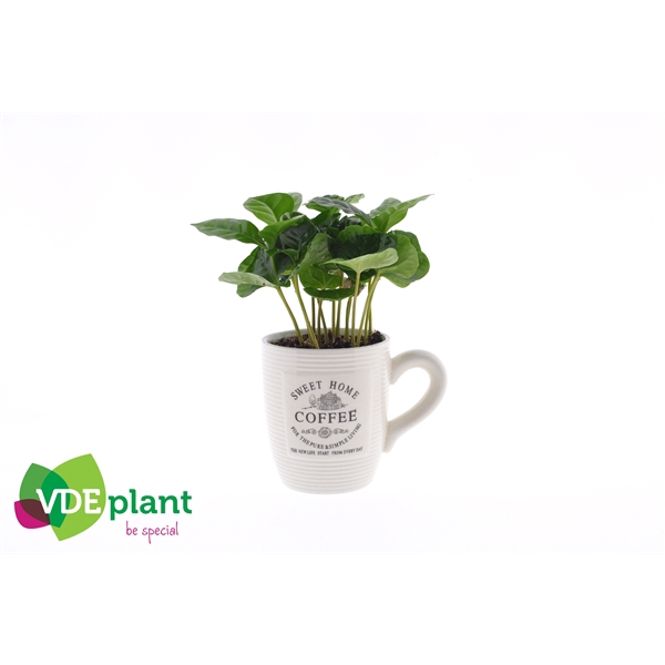 <h4>Coffea arabica</h4>
