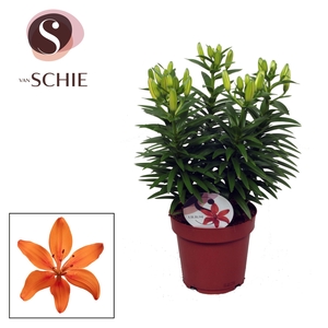 Lilium Az Matrix Orange 19cm