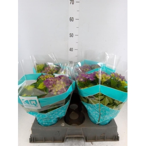 Hydrangea mac. 'Hi Ocean'