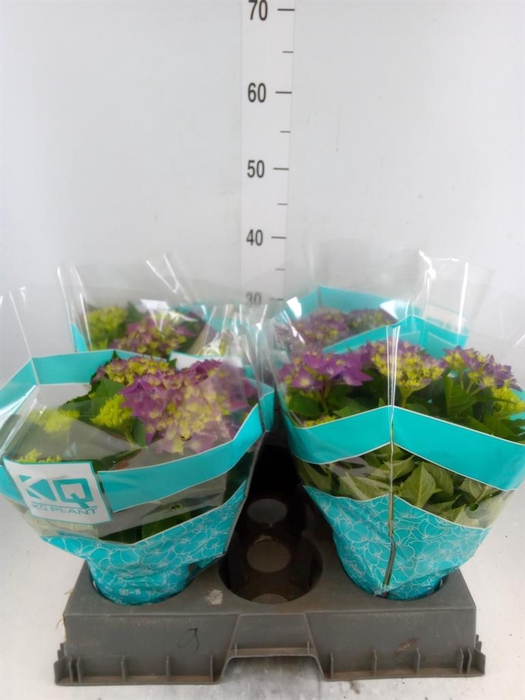 <h4>Hydrangea mac. 'Hi Ocean'</h4>