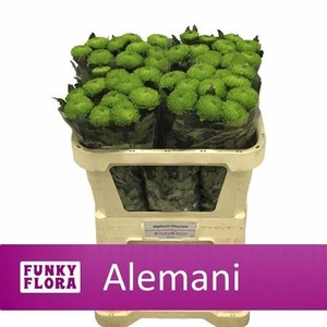 CHR G ALEMANI