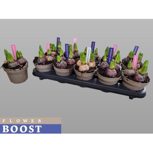 HYACIN PEAR GEM 3 KL