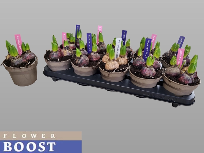 <h4>HYACIN PEAR GEM 3 KL</h4>