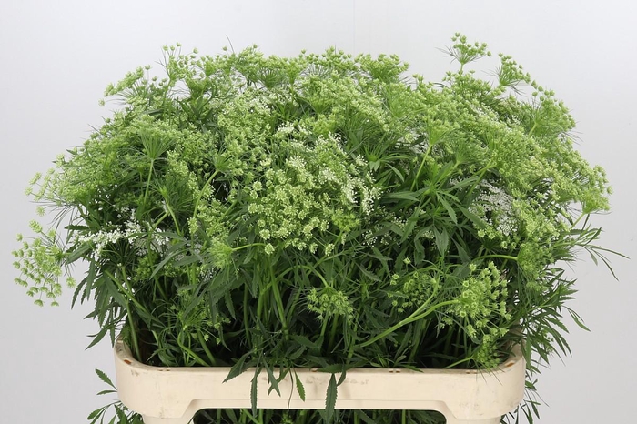<h4>Ammi Majus Graceland</h4>