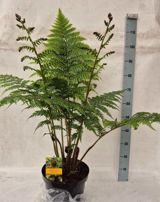 <h4>CYATHEA COOPERI</h4>