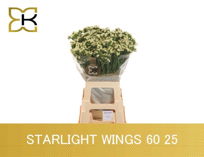 <h4>LIM S STARLIGHT WING</h4>
