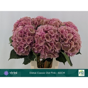 Hydr Elbtal Classic Old Pink 60 cm Vicini