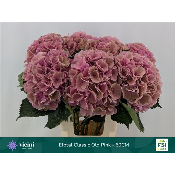 <h4>Hydr Elbtal Classic Old Pink 60 cm Vicini</h4>