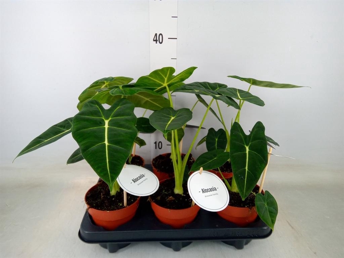 <h4>Alocasia   ...</h4>