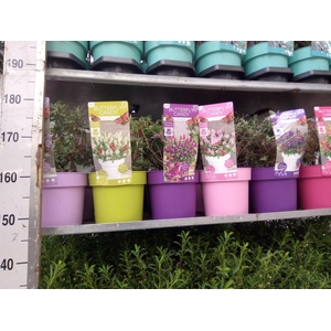 Buddleja davidii 'Butterf C'  ..mix