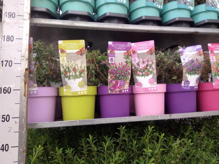 <h4>Buddleja davidii 'Butterf C'  ..mix</h4>