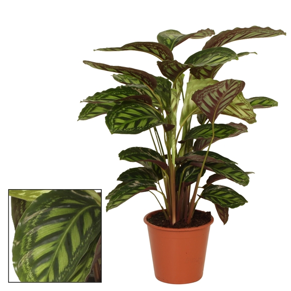 <h4>Calathea 19cm Flamestar</h4>