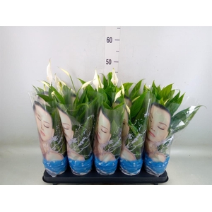 Spathiphyllum  'Alana'