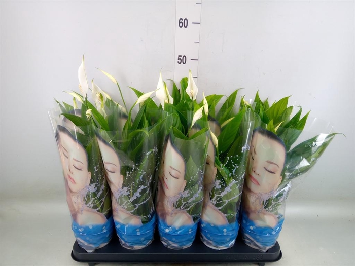 <h4>Spathiphyllum  'Alana'</h4>