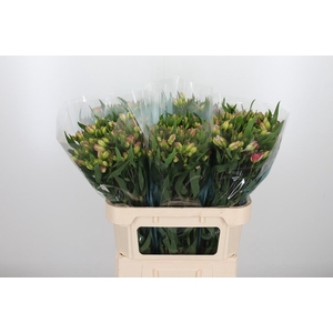 Alstroemeria Pink Paradiso 60 Gram