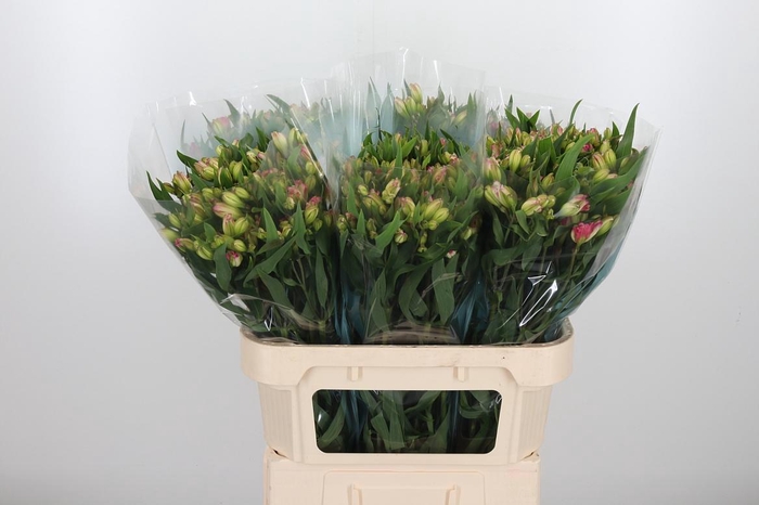 <h4>Alstroemeria Pink Paradiso 60 Gram</h4>