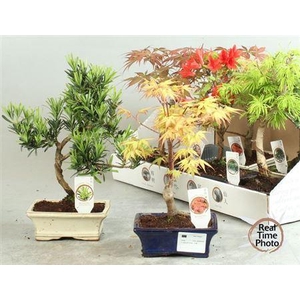 Bonsai Gem Acer Type