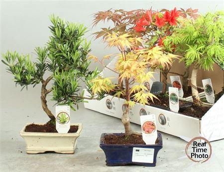<h4>Bonsai Gem Acer Type</h4>