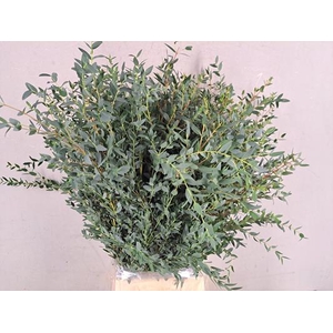 Eucalyptus Parvifoli Bs 350g