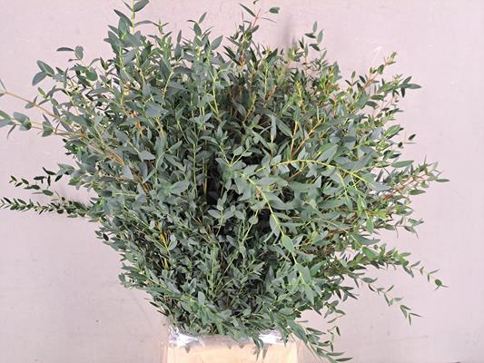 Eucalyptus Parvifoli Bs 350g
