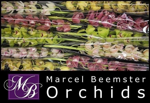 <h4>CYMB MI GEM</h4>